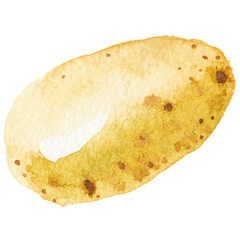 Watercolor painted potato. Hand drawn fresh food design element