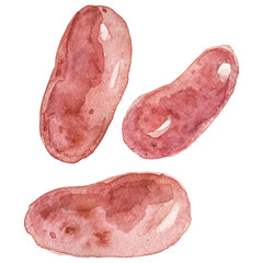 Watercolor painted potato. Hand drawn fresh food design element