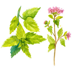 Watercolor painted oregano and mint. Hand drawn fresh food desig