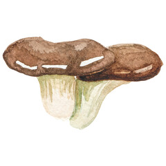Watercolor painted oyster mushroom Hand drawn fresh food design