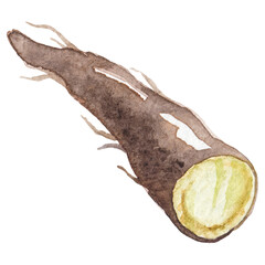Watercolor painted black salsify root. Hand drawn fresh food des