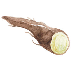 Watercolor painted black salsify root. Hand drawn fresh food des