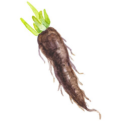 Watercolor painted black salsify root. Hand drawn fresh food des