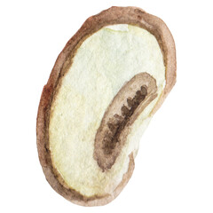 Watercolor painted champignon. Hand drawn fresh food design elem