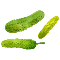 Watercolor painted cucumber. Hand drawn fresh food design elemen