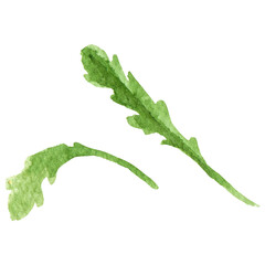 Watercolor painted leaf. Hand drawn fresh food design element is