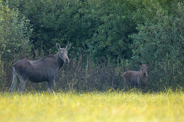 Łoś (Alces alces) moose © Bartosz Rakoczy