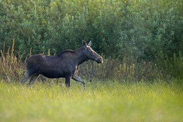 Łoś (Alces alces) moose © Bartosz Rakoczy