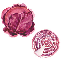 Obraz premium Watercolor painted cabbage. Hand drawn fresh food design element
