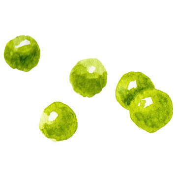 Watercolor painted peas. Hand drawn fresh food design element is