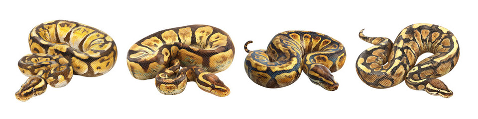 Obraz premium Detailed Anatomical Slices of a Patterned Reptile Brain Showing Complex Neural Structures isolated on transparent background.