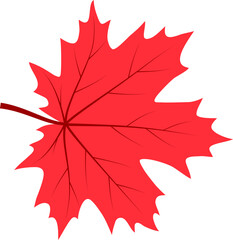 Single vibrant red maple leaf illustration isolated