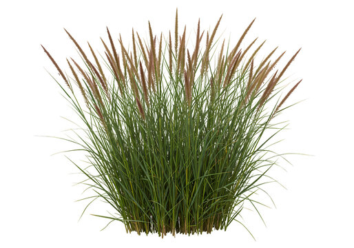 Switchgrass Plant Detailed Visual of Panicum virgatum for Landscaping  Gardening isolated on transparent background