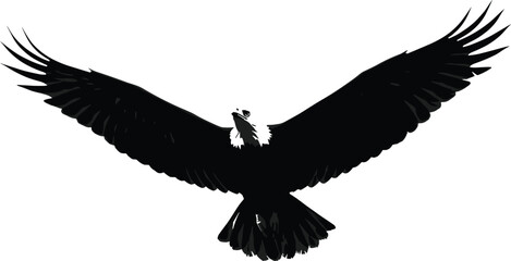 Majestic bald eagle soaring with wings spread, detailed wildlife bird, symbol of freedom, isolated on white background, flying raptor illustration.