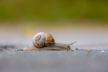 Selective focus of small brown shelled snails in its natural habitat, Mollusk crawling on the green grass and moss on the ground and foliage in the forest, Terrestrial pulmonate gastropod molluscs.