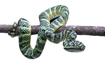 Obraz premium Closeup head of Tropidolaemus wagleri viper snake on branch