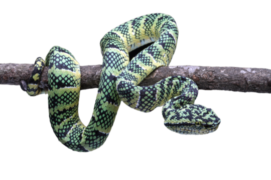 Closeup head of Tropidolaemus wagleri viper snake on branch - Powered by Adobe