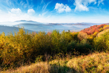 Fototapeta premium view from a mountain in to the foggy valley. beautiful autumn landscape. forested hills in fall colors. sunny morning. uzhanian national park district