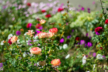 Beautiful bright flowers in a flowerbed in the last days of summer.
