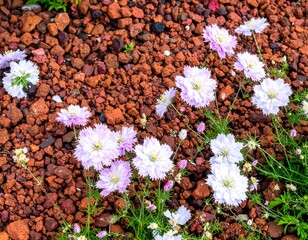 Pink flowers on reddish gravel