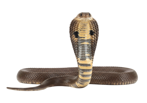 CloseUp of a Cobra Majestic Serpent in a Defensive Posture isolated on transparent background