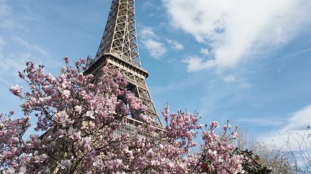 Eiffel Tower with pink and white magnolia spring flowers, Paris, France