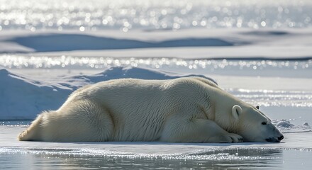 Naklejka premium A polar bear rests on a melting ice floe, highlighting the effects of climate change on Arctic wildlife.