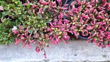 Natural Background of Alternanthera Plant with Vibrant Multicolor Leaves, Ideal for Wallpaper or Eco-Friendly Themes