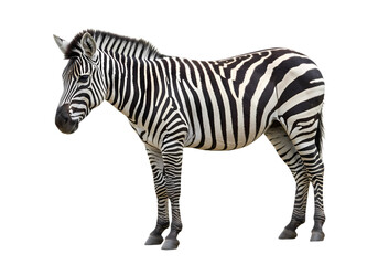 Obraz premium Striped Zebra Plains Zebra Wildlife Photography African Savanna Animal Equus Quagga isolated on transparent background