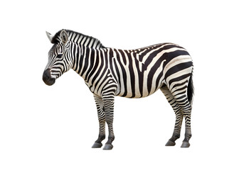 Obraz premium Striped Zebra Wildlife Photography African Plains Animal Equus Quagga isolated on transparent background