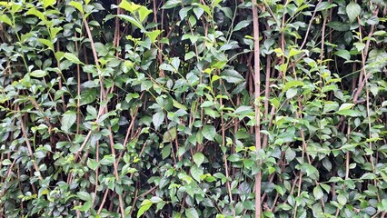 Close-up green Acalypha Siamensis hedge detail (no people) offers a lush natural decorative backdrop and living screen, perfect for vibrant natural decoration
