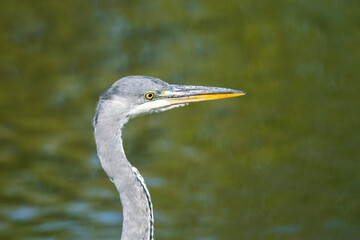Portrait of a gray heron at the edge of a pond in France