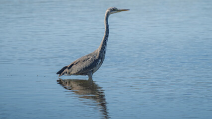 Grey heron fishing in a pond