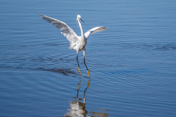Little egret dancing on a pond in the Brenne marshes, France