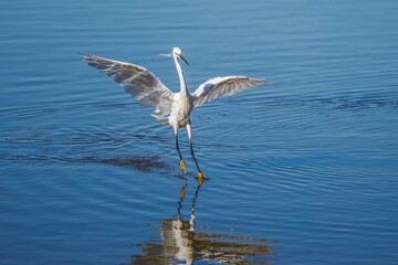 Little egret dancing on a pond in the Brenne marshes, France