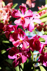 flower, nature, orchid, purple, blossom, plant, garden, green, floral, petals, bloom, spring, tropical, exotic, vibrant, leaf, beauty, colorful, botany, lush, fresh, natural, flora, decorative, bright