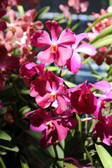 flower, nature, orchid, purple, blossom, plant, garden, green, floral, petals, bloom, spring, tropical, exotic, vibrant, leaf, beauty, colorful, botany, lush, fresh, natural, flora, decorative, bright