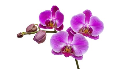 Obraz premium Vibrant purple orchid flowers and buds in full bloom, elegantly displayed on a clean white background. Showcasing natural beauty and delicate details.