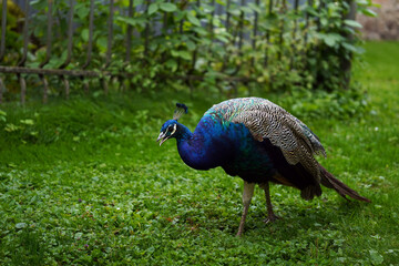 Fototapeta premium Colorful Peacock with open Beak on Green Grass