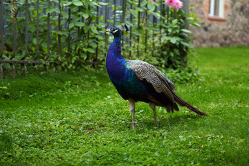 Obraz premium Colorful Peacock Standing on Green Grass