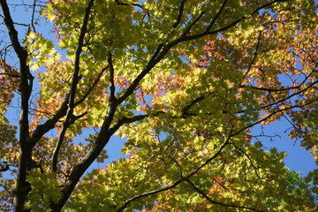 Teilaufnahme Acer palmatum Murray im frühen Herbst