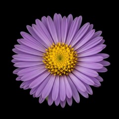 Vibrant purple aster flower with a bright yellow center, beautifully isolated against a stark black background. A striking botanical close-up revealing intricate petal details and vivid colors.