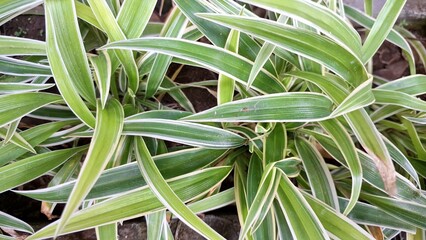 Vibrant Green and White Spider Plant Foliage: Close-Up of Lush Leaves (Chlorophytum comosum), a Low-Maintenance Indoor Houseplant for Natural and Easy Home Decorating