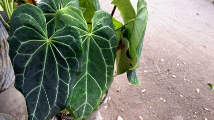 Crystal Anthurium Velvet Leaf in Natural Light, Heart-Shaped Dark Green Foliage with White Veins in...