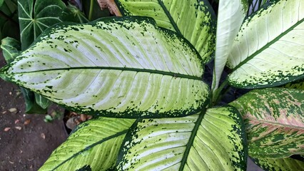 Dumbcane Plant Leaf with Cream and Green Patterns, Dieffenbachia Seguine Tropical Foliage for...
