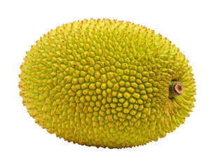 Whole Ripe Jackfruit with Rough Green Spiky Skin, Isolated on Transparent Background