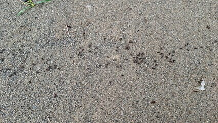 Colony of Black Ants Walking in Line on Ground Surface, Close-Up Wildlife Macro Shot of Social Insect Movement in Natural Outdoor Habitat