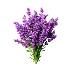Obraz premium A vibrant cluster of purple lavender blossoms