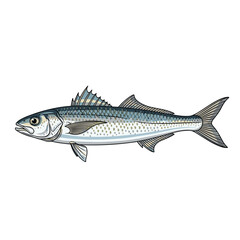 Fototapeta premium A detailed illustration of a barracuda fish showcasing its streamlined body and sharp teeth in a realistic depiction