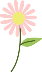 pink daisy flower